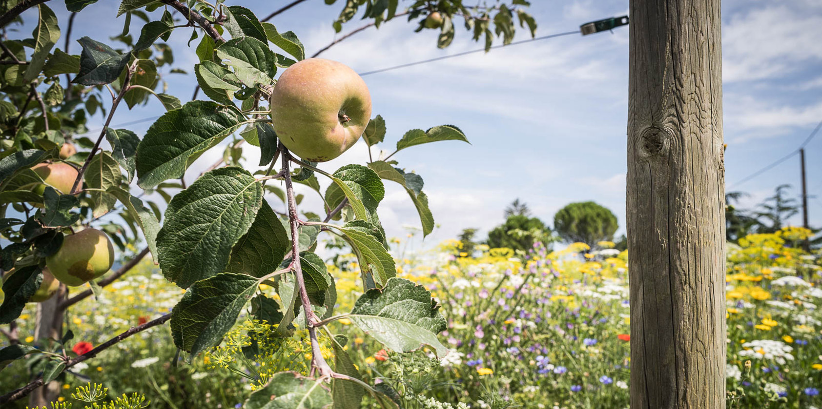 Domaine de Savy - agronomie - Patrice Bellet